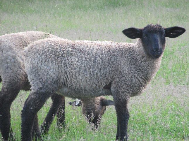 Thumbnail image for Ehman-May-2013-lambs-in-pasture-Firesign-Family-Farm